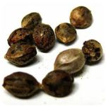 Семена марихуаны АК-47  (Seeds AK-47) в Нерюнгри